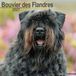 Avonside Bouvier Kalender 2027 Wandkalender Dieren Bruin Zwart