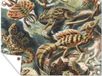 Poster de jardin - Salamandre - Ernst Haeckel - 160x120 cm - Toile bannière