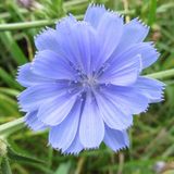 Arborix Bol 6x Cichorium intybus Pot 9x9cm - Blauwe Cirsium planten voor in de zon
