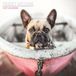 Franse Bulldog 2027 Traditionele kalender
