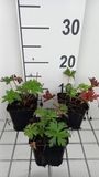 GRDplanten Groendecor Tuinarchitectuur 6x Ooievaarsbek - Geranium prat. 'Else Lacey' | 9x9 cm pot