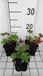 GRDplanten Groendecor Tuinarchitectuur 6x Ooievaarsbek - Geranium prat. 'Else Lacey' | 9x9 cm pot