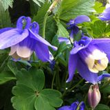 Arborix Aquilegia 6 x Aquilegia Flabellata 'Ministar' - Akelei Pot 9x9 cm - Compacte Blauwe Bloemen