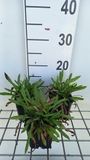 GRDplanten Groendecor Tuinarchitectuur 6x Fijnstraal - Erigeron hybr. Thinest Aller' | 9x9 cm pot