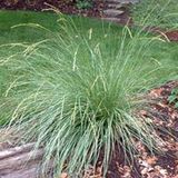 Arborix Festuca Mairei 6 x Zwenkgras pot 9x9cm - Elegantie in Grijsgroen