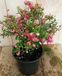 Warentuin natuurlijk Sneeuwbes Pernettya roze Symphoricarpos Warentuin Natuurlijk