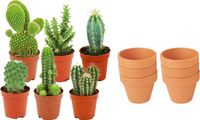 Green Boutiq ZynesFlora Mini Cactus Mix - 6 Stuks - Incl. Ø 8.1 cm Terracotta Bloempot - Hoogte: 5-10 cm
