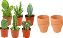 Green Boutiq ZynesFlora Mini Cactus Mix - 6 Stuks - Incl. Ø 8.1 cm Terracotta Bloempot - Hoogte: 5-10 cm