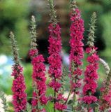 Arborix Lythrum 6 x Lythrum Salicaria - Kattestaart pot 9x9cm