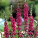 Arborix Lythrum 6 x Lythrum Salicaria - Kattestaart pot 9x9cm