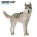 Magnet & Steel Siberian Husky Modern Kalender 2027 Wandkalender