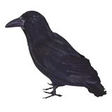 Bristol Novelty BA702 Veer Raven, Unisex-Volwassene, One Size