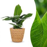 Plantenboetiek.nl Musa Oriental Dwarf - Dwergbanaan - met Mand - Ø12cm - 30cm hoog