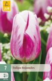 Jub Tulipa Bojangles bloembol JUB 7 stuks