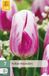 Jub Tulipa Bojangles bloembol JUB 7 stuks