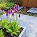 Bloomique - Set van 6 - Primula Vialii - Orchideeprimula - Rijkbloeiend - Winterhard - Vaste plant - 10-20 cm hoog - Pot 9 cm
