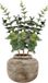 Bellatio Design Fleur artificielle/branche artificielle Eucalyptus Bella - 3x - 38 cm - vert foncé