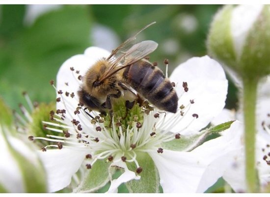 veldbloemenonline.nl Veldbloemen Brandenburger bijenmengsel 250 gram