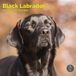 Baker & Bray Labrador Retriever Zwart Kalender 2027