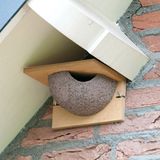 CJ Wildlife Kunstnest voor Huiszwaluw - Enkel Zwaluwnest - Nestkast voor Zwaluw - Vogelhuis van FSC-gecertificeerd Hout