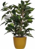 Mica Decorations Ficus plante artificielle - vert - 40 cm - avec pot de fleurs - jaune - céramique