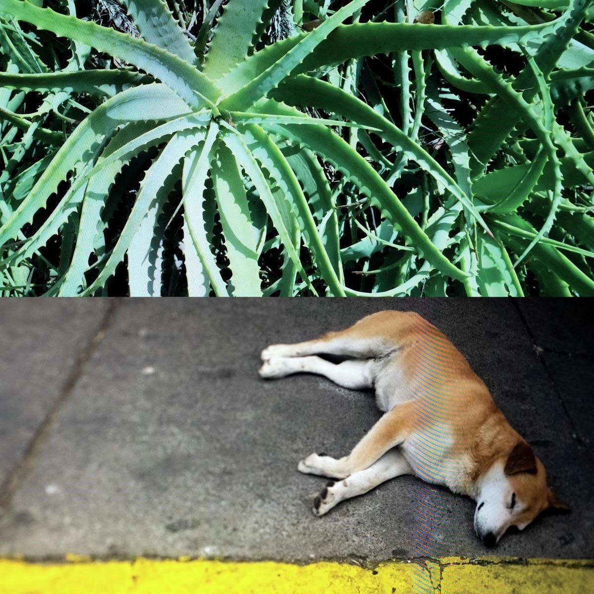 Konkurrent All The Things That Happen (LP)