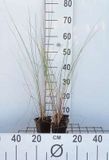 GRDplanten Groendecor Tuinarchitectuur 6x Helmgras - Ammophila arenaria | 9x9 cm pot