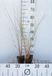 GRDplanten Groendecor Tuinarchitectuur 6x Helmgras - Ammophila arenaria | 9x9 cm pot