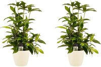 Duo 2x Dracaena Surculosa met Elho brussels soap ↨ 55cm - 2 stuks - hoge kwaliteit planten