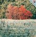 Caprice Records - Variations And Fugue For Piano And Orchestra | Concerto For French Horn And Orchestra | Musica Per Nove Op. 75 (CD)