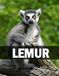 Lemur: A Coffee Table Photo Book for Animal Lovers