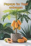 Papaya Independently Published Papaya im Topf anbauen
