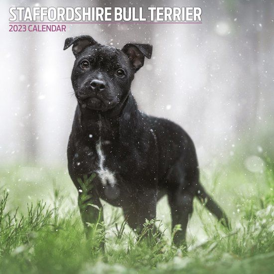 Staffie Kalender 2023 | Wandkalender | 16 maanden | Magnet & Steel