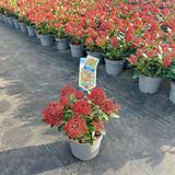 Merkloos / Sans marque Groendecor Tuinarchitectuur Skimmia jap. Rubesta® ('Moerings 3'PBR) - Skimmia | 20-25 cm in pot