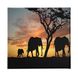 Homemania Afbeelding olifant dieren, voor woonkamer, slaapkamer, meerkleurig, 60 x 3 x 60 cm, HM20KNV60 x 60 – 241, polyester, hout