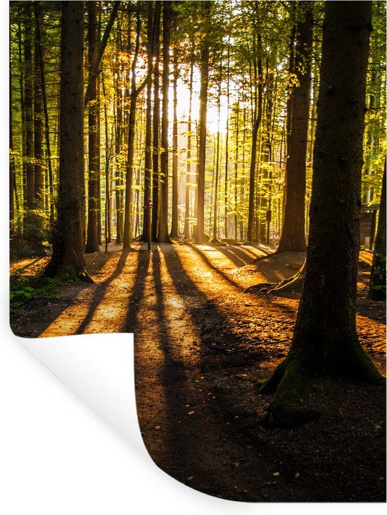 StickerSnake Muursticker - Zon Bomen Bos Landschap - 90x120 cm