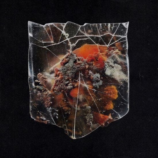 Death Shields Death & Connection