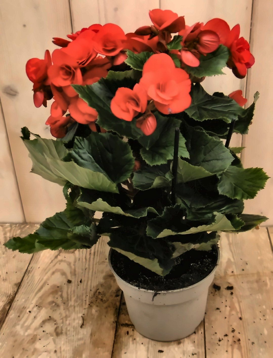 Warentuin Natuurlijk Begonia dubbelbloemig rood kamerplant