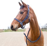 Horze Halster en touwset voor paarden Cooper Cob peacoat donkerblauw