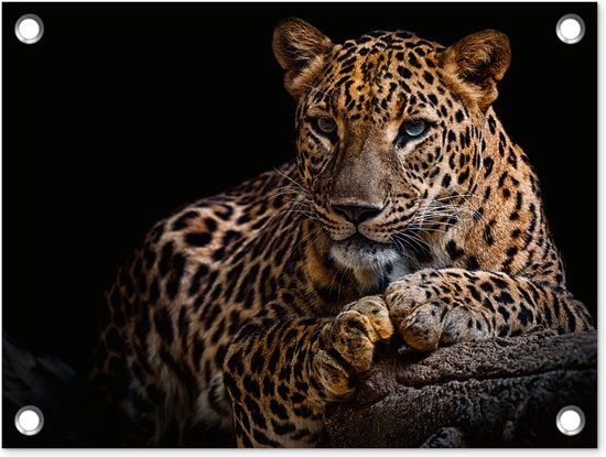GreatGardenPosters Tuin decoratie Panter Portret - 40x30 cm - Tuindoek - Buitenposter