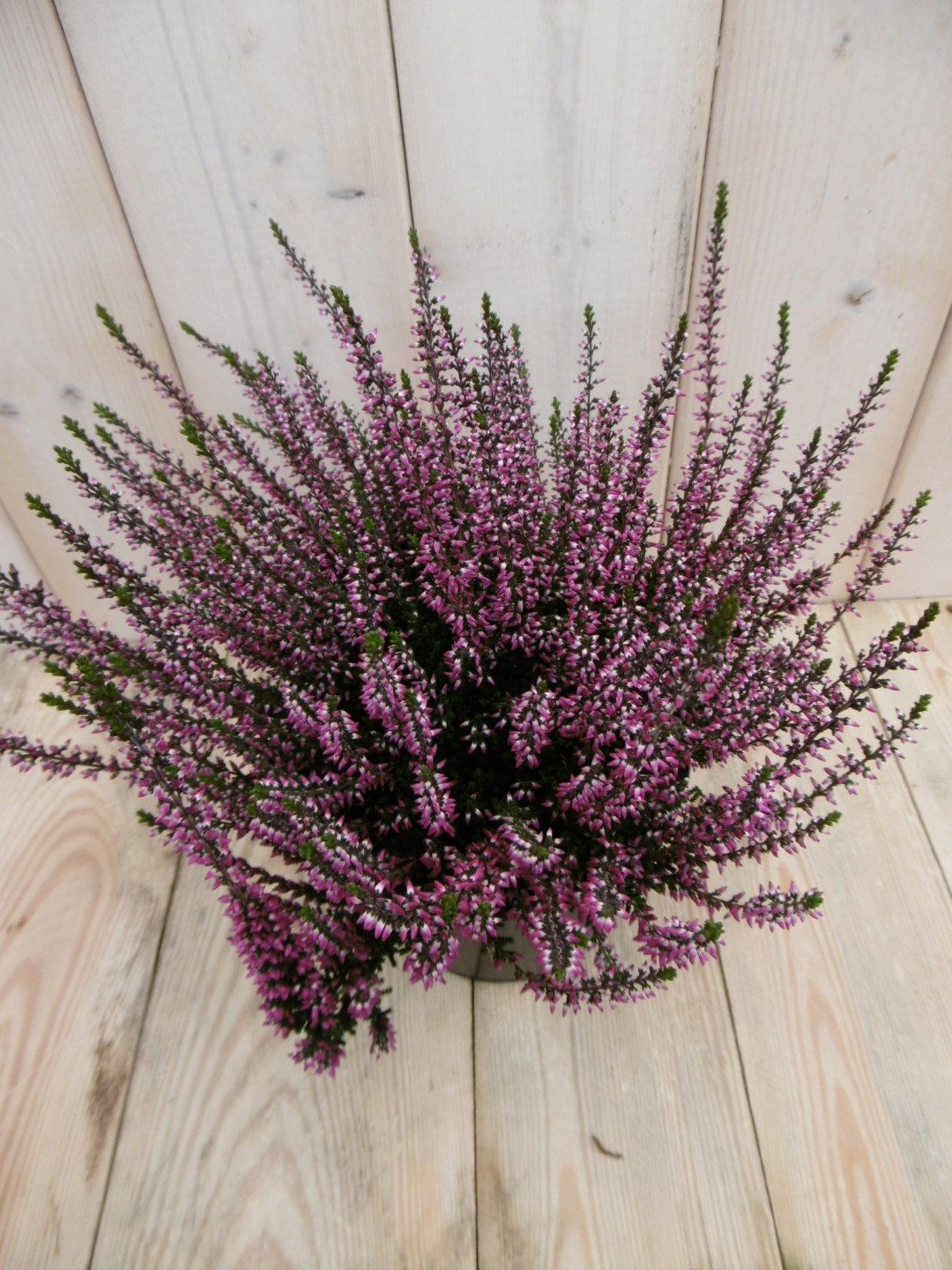 Warentuin Natuurlijk 3 stuks! Heide Calluna roze