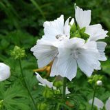 Arborix Malva 6 x Malva Moschata 'Alba' - Muskuskaasjeskruid Pot 9x9 cm - Witbloeiend Wild Kruid