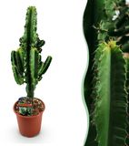 Green boutiQ - Plante d'intérieur - Euphorbia eritrea - Cactus d'intérieur - 1 Plante - Pot 17cm - Hauteur 60cm