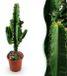 Green boutiQ - Plante d'intérieur - Euphorbia eritrea - Cactus d'intérieur - 1 Plante - Pot 17cm - Hauteur 60cm