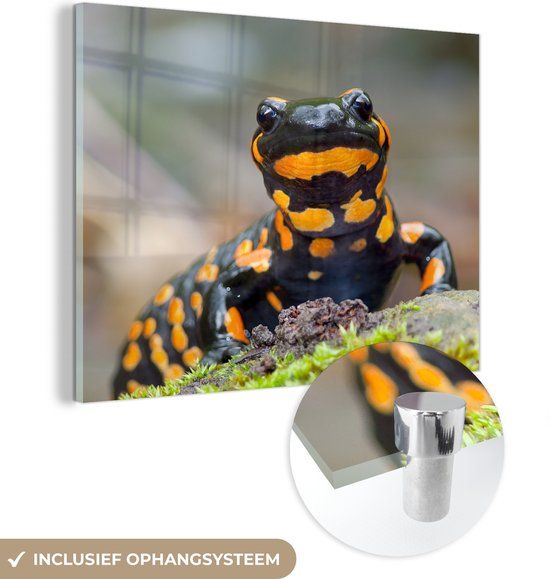 MuchoWow® Glass Painting 120x90 cm - Acrylic Glass Painting - Fire Salamander on a Stone - Photo on Glass - Paintings