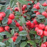 Merkloos / Sans marque Bol 24 x Cotoneaster Suecicus 'Coral Beauty' - Dwergmispel 9x9 cm in pot