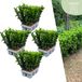 Plants by Frank | 24 Groene Kardinaalsmuts Haagplanten | Euonymus japonicus 'Green Spire' | Buxusvervanger | Winterharde haagplanten | Groenblijvende haag