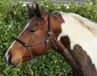 HKM Knoophalster Zwart/wit Katoen Unisex Paard