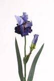 Top art Blauwe lis Iris 71 cm kunstbloem Top Art