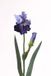 Top art Blauwe lis Iris 71 cm kunstbloem Top Art